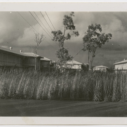 Colin James Ellis, World War II photograph album, Darwin.