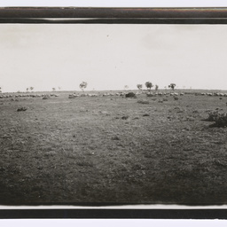 Rams at Mutooroo Station