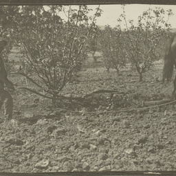 Cultivating the orchard on Wittunga farm