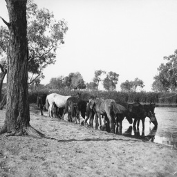 Horses drinking at Hamilton Bore