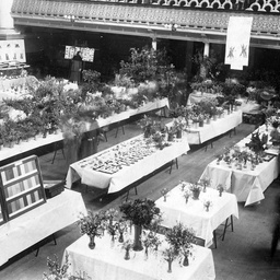 Flower show in the Adelaide town hall