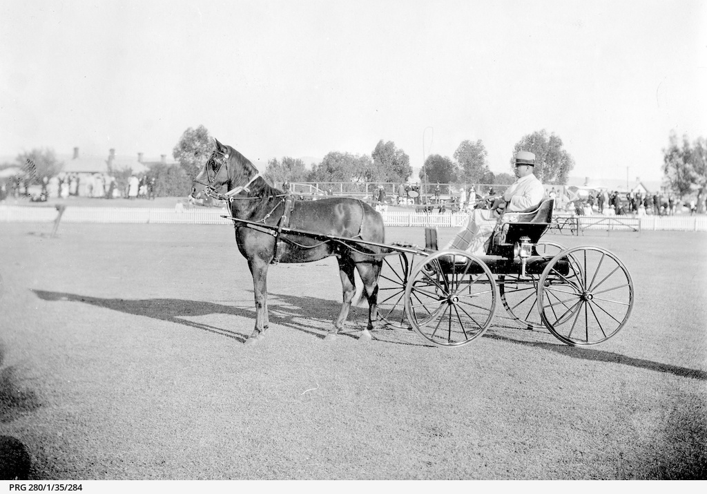 Prize winning horse drawn vehicle at an Adelaide show • Photograph • State Library of South
