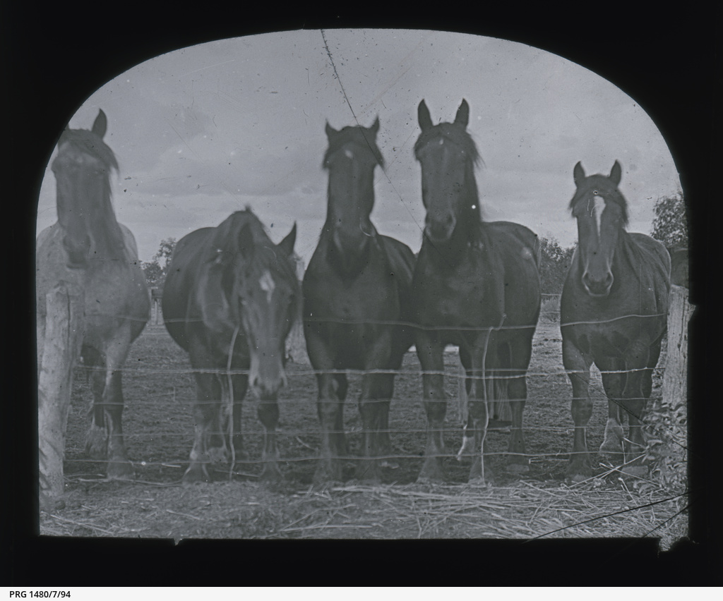 Cowell and Franklin Harbour, Eyre Peninsula • Photograph • State Library of South Australia