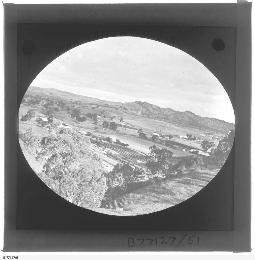 Tanunda, South Australia • Photograph • State Library of South Australia