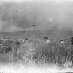 Rural scene