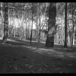 Collection of photographs taken around Adelaide by Theo Bachmann