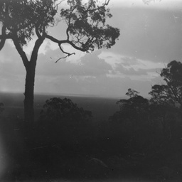 Bush scene