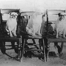 Dogs sitting on chairs belonging to the Reynell family