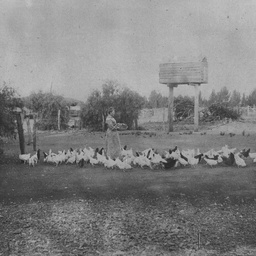 Chickens