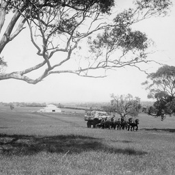 Wool carting Martindale