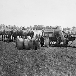 Bagging wheat