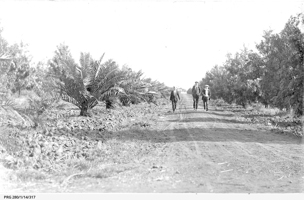 Yanco irrigation farm, New South Wales • Photograph • State Library of South Australia