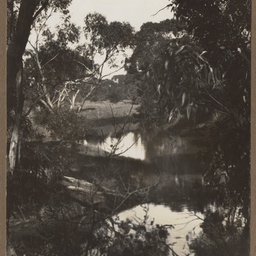 Wetland with eucalypts, location unknown.