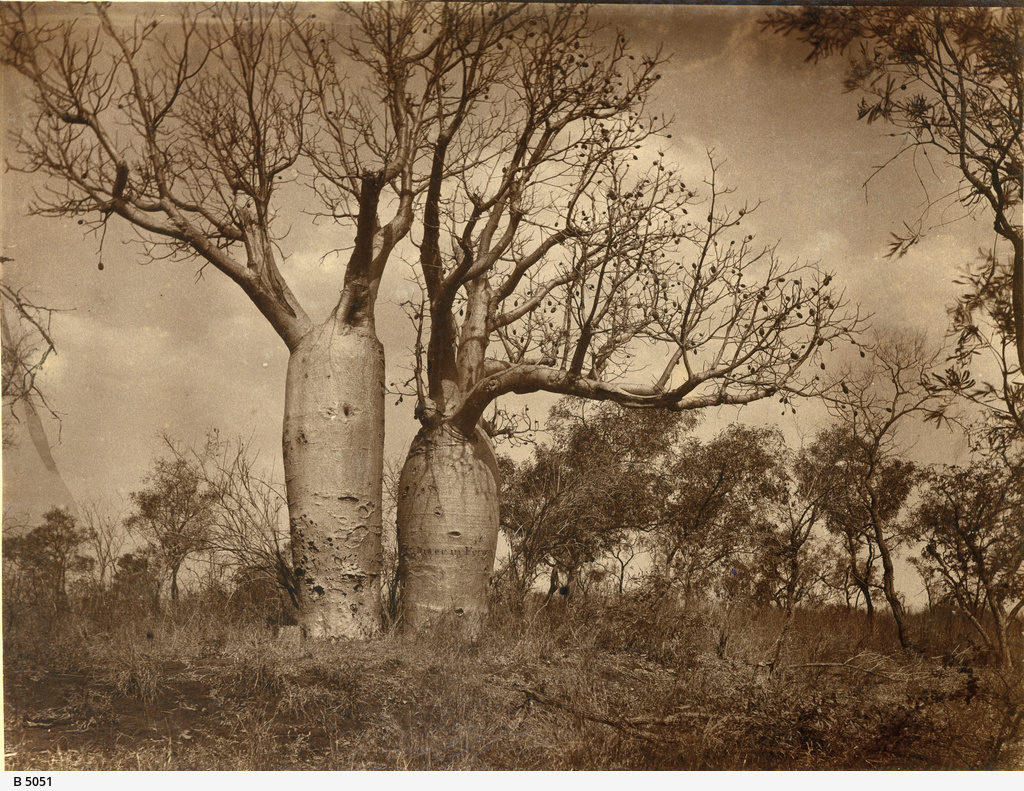 Gregory's Marked Tree • Photograph • State Library of South Australia