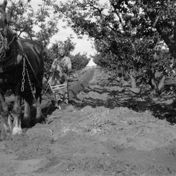 Horse ploughing.