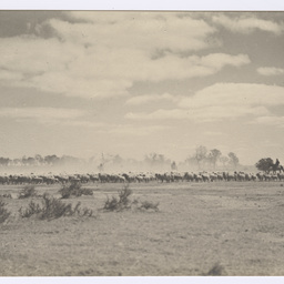 Herding sheep, Mutooroo Station