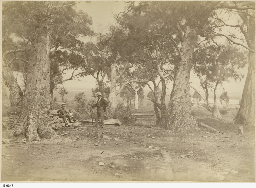 Bubbling Springs, Napperby • Photograph • State Library of South Australia