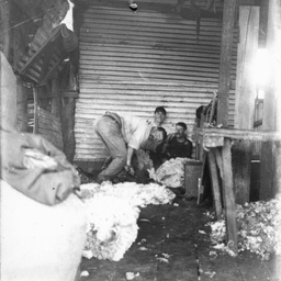Working in the shearing shed