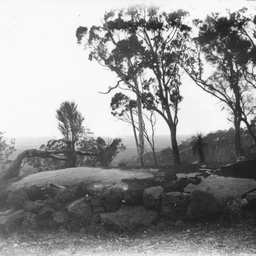 Bush scene