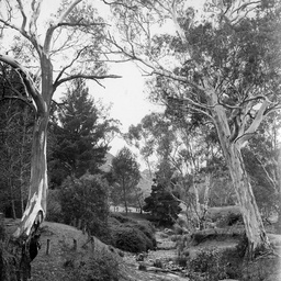 Gums at Williamstown