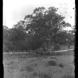 Collection of photographs taken around Adelaide by Theo Bachmann