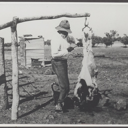 Aboriginal tracker, Jack the Ripper, with goat carcass