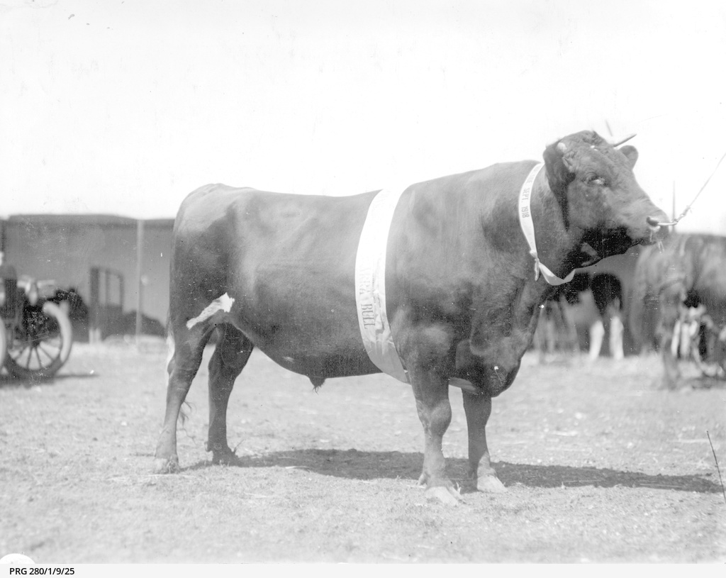 A champion Ayrshire bull • Photograph • State Library of South Australia