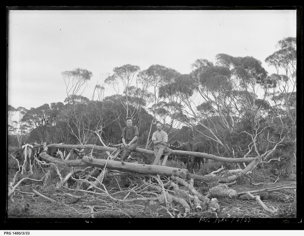 Eyre Peninsula logging and land clearing, and other scenes • Photograph