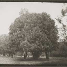Trees in Botanic Park