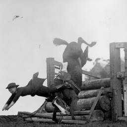 A horse falling at a fence