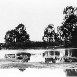 View across still water to opposite river bank at Cobdogla