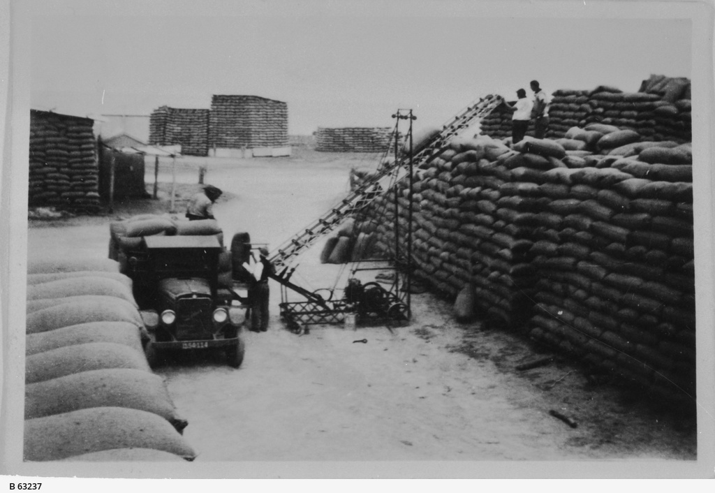 Barley stacks at Pine Point • Photograph • State Library of South Australia