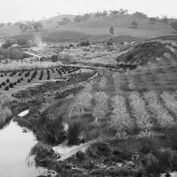 Orchards in bloom