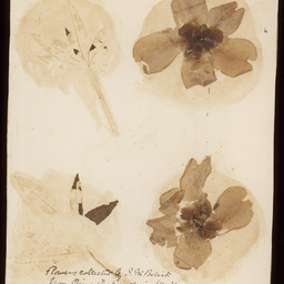 Botanical specimens