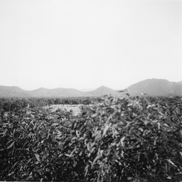 Wilpena Heights