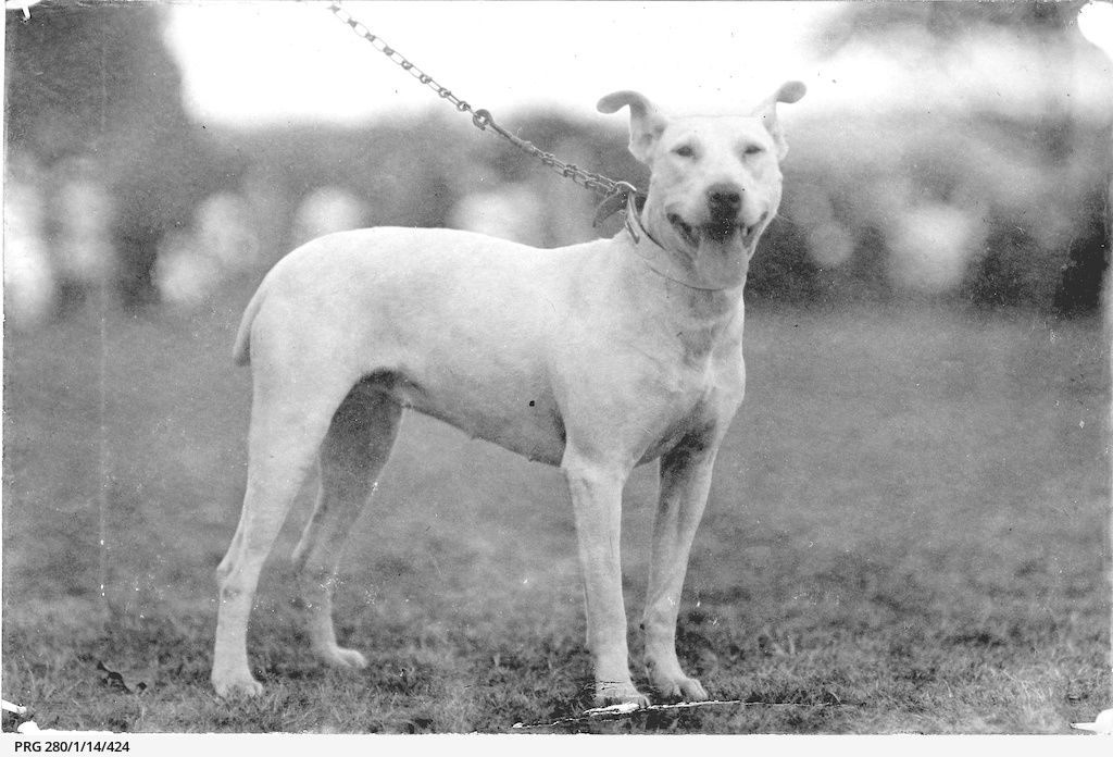Dog at a South Australian show • Photograph • State Library of South