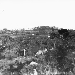 Rural scene