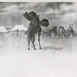 Camel cacolets.