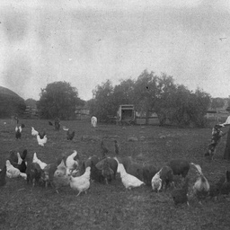 Chickens
