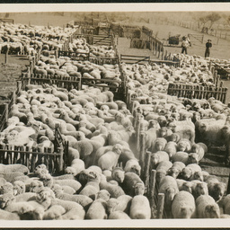 Sheep yards at Bulgunnia