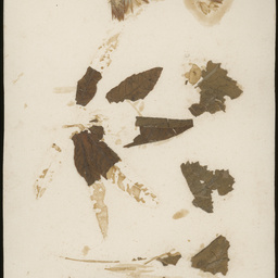 Botanical specimens