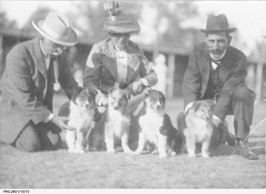 Four rough coated Collie puppies in South Australia • Photograph