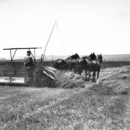 Binder at Aldinga