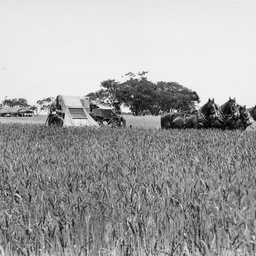 Wheat farming