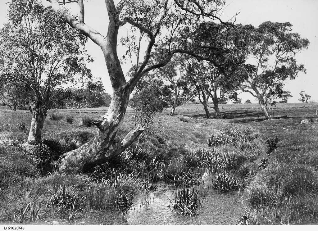 Mount Barker Springs • Photograph • State Library of South Australia