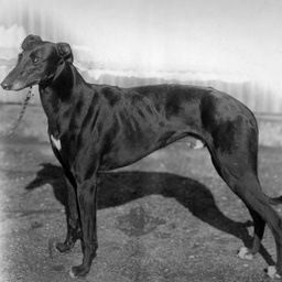 A champion greyhound dog