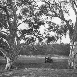 Gums at Wilpena Station