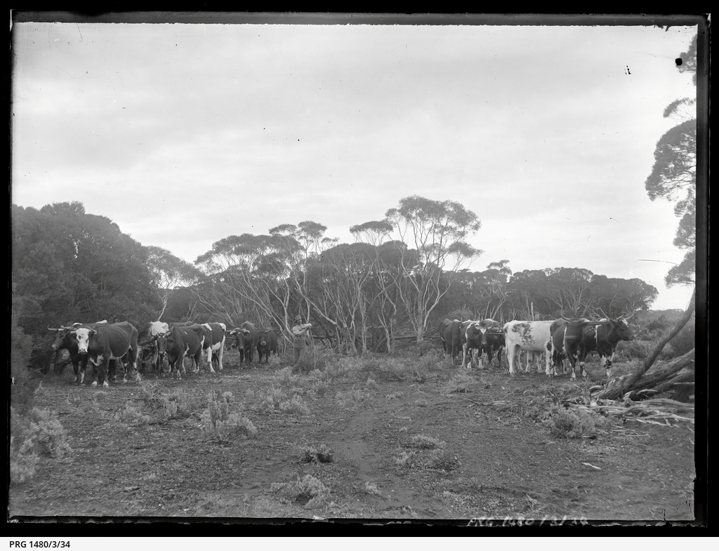Eyre Peninsula logging and land clearing, and other scenes • Photograph