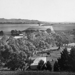 Vineyards at Tanunda