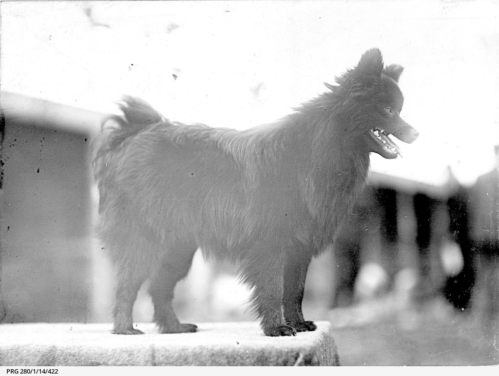 A dog at a South Australian dog show • Photograph • State Library of